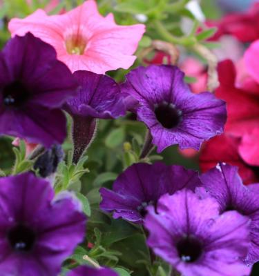 Petunias in store pots